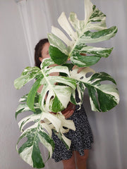 Monstera Variegata (zum aussuchen)