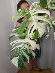 Monstera Variegata (zum aussuchen)