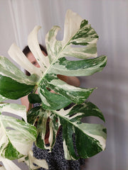 Monstera Variegata (zum aussuchen)