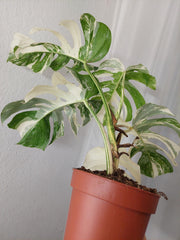 Monstera Variegata (zum aussuchen)
