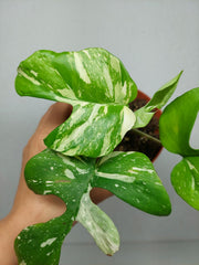 Monstera Minima (Raphidophora Tetrasperma) Thai Constellation