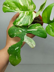 Monstera Minima (Raphidophora Tetrasperma) Thai Constellation