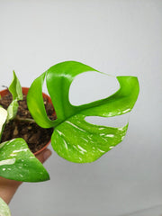 Monstera Minima (Raphidophora Tetrasperma) Thai Constellation