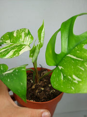 Monstera Minima (Raphidophora Tetrasperma) Thai Constellation