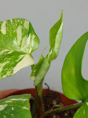 Monstera Minima (Raphidophora Tetrasperma) Thai Constellation