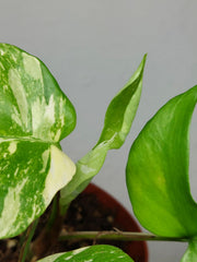 Monstera Minima (Raphidophora Tetrasperma) Thai Constellation