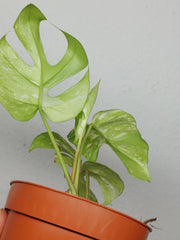 Monstera Minima (Raphidophora Tetrasperma) Thai Constellation