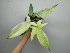 Philodendron Florida Ghost