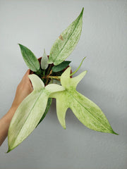 Philodendron Florida Ghost