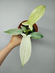 Philodendron Florida Ghost