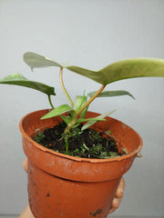 Philodendron Florida Ghost