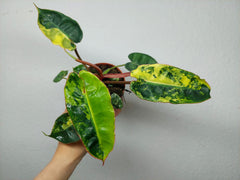 Philodendron Billietiae Variegata