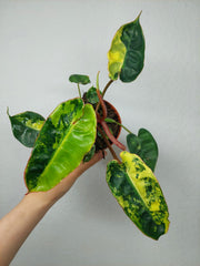Philodendron Billietiae Variegata