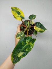 Philodendron Billietiae Variegata