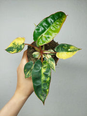 Philodendron Billietiae Variegata