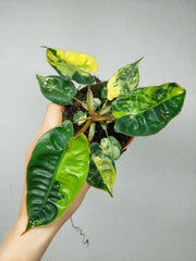 Philodendron Billietiae Variegata