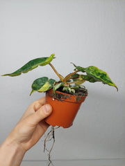 Philodendron Billietiae Variegata