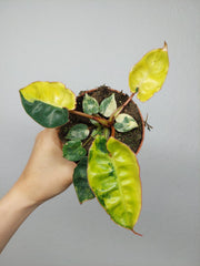 Philodendron Billietiae Variegata
