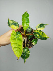 Philodendron Billietiae Variegata