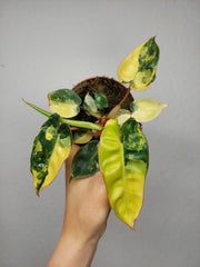Philodendron Billietiae Variegata