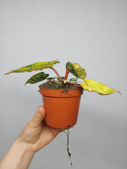 Philodendron Billietiae Variegata
