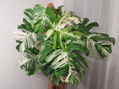 Monstera Variegata buschig Adult