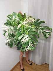 Monstera Variegata buschig Adult