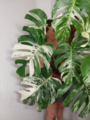 Monstera Variegata buschig Adult
