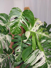 Monstera Variegata buschig Adult