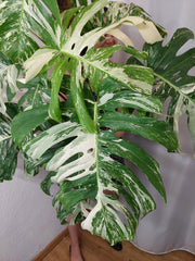 Monstera Variegata buschig Adult