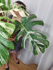 Monstera Variegata buschig Adult