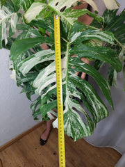 Monstera Variegata buschig Adult