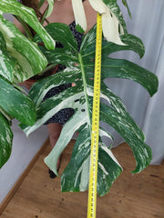 Monstera Variegata buschig Adult
