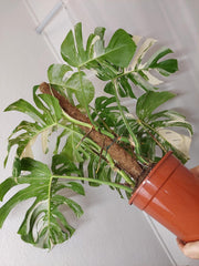 Monstera Variegata buschig Adult
