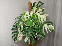 Monstera Variegata buschig Adult