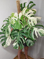 Monstera Variegata buschig Adult