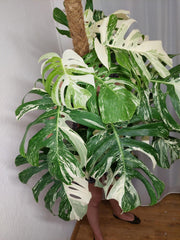 Monstera Variegata buschig Adult
