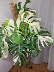 Monstera Variegata buschig Adult