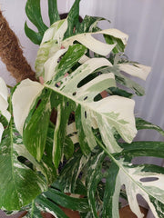 Monstera Variegata buschig Adult