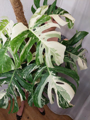 Monstera Variegata buschig Adult