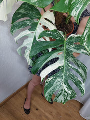 Monstera Variegata buschig Adult