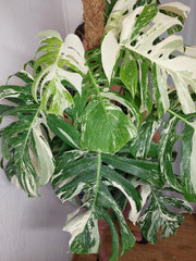 Monstera Variegata buschig Adult