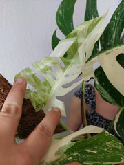 Monstera Variegata buschig Adult