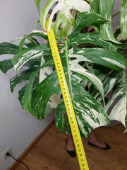Monstera Variegata buschig Adult