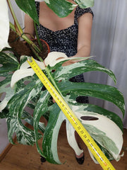 Monstera Variegata buschig Adult