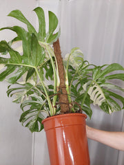 Monstera Variegata buschig Adult