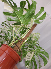 Monstera Variegata buschig Adult