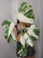 Monstera Variegata Halfmoon