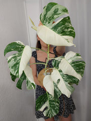 Monstera Variegata Halfmoon