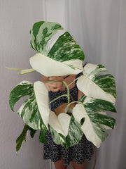 Monstera Variegata Halfmoon